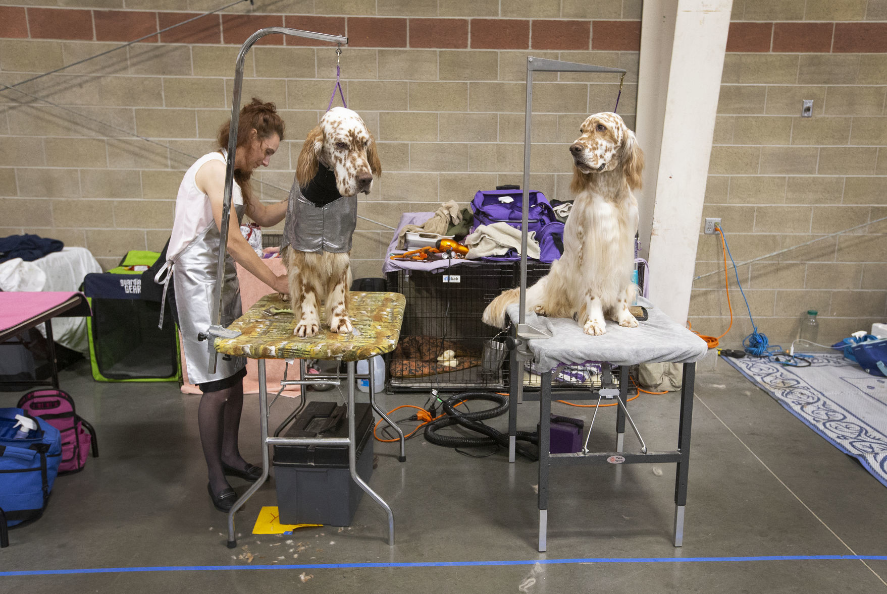 Yellowstone Valley Kennel Club All Breed Dog Show